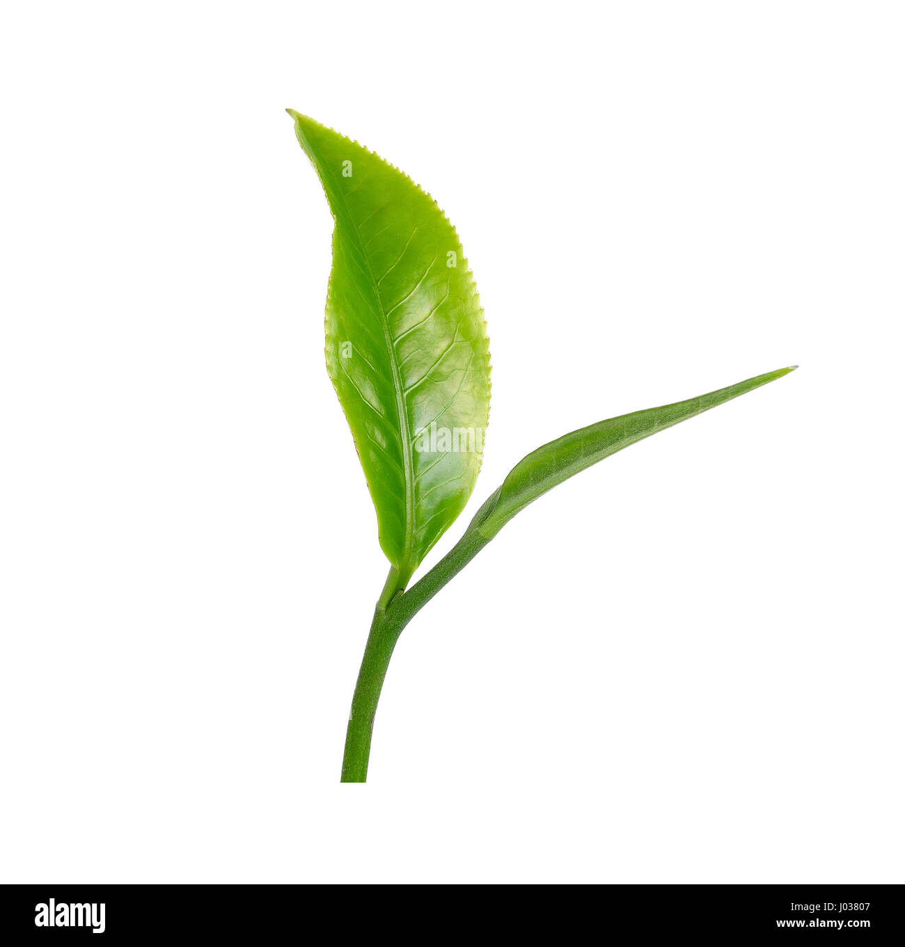 green tea leaf isolated on white background Stock Photo - Alamy
