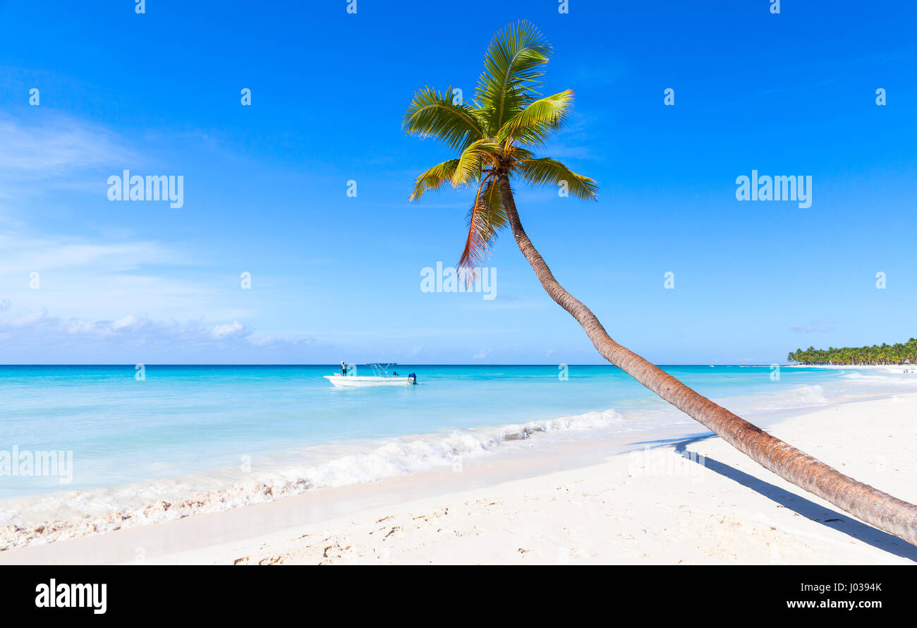 Coconut palm grows on white sandy beach of Saona island. Caribbean Sea coast, Dominican republic nature Stock Photo