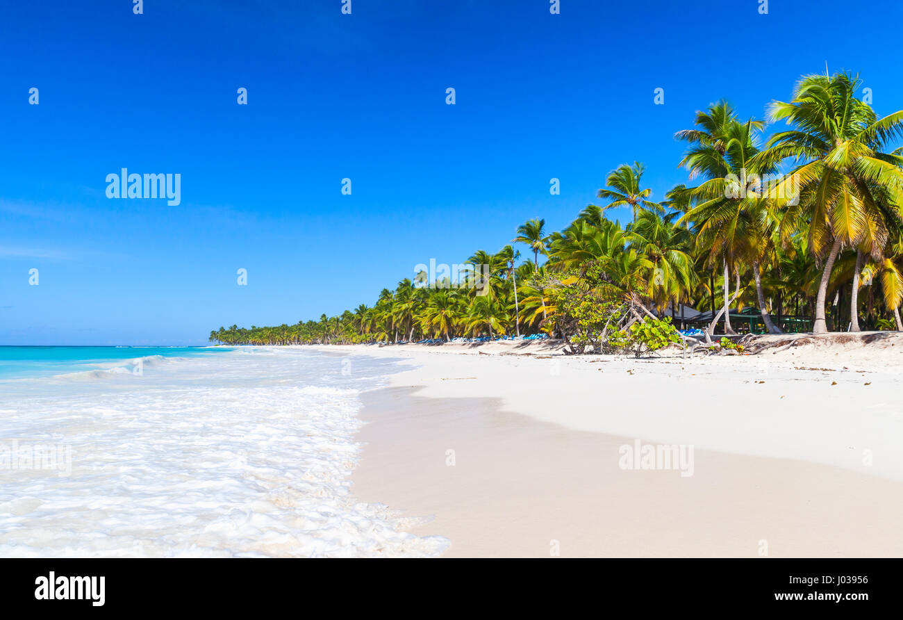 Palms trees grow on sandy beach. Caribbean Sea, Dominican republic, Saona island coast, popular touristic resort Stock Photo