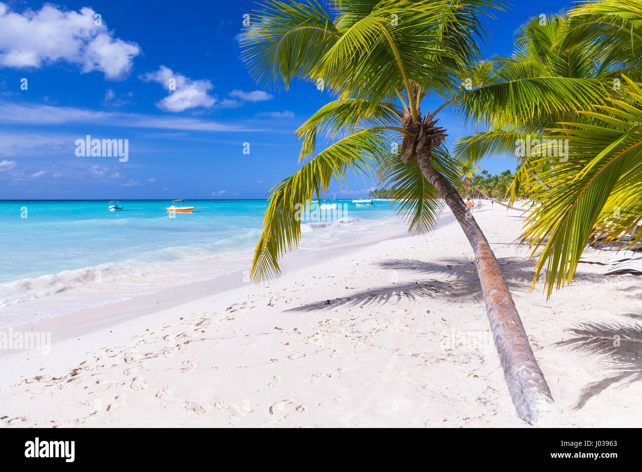 Coconut palms grow on white sandy beach. Caribbean Sea coast, Dominican republic, Saona island landscape Stock Photo