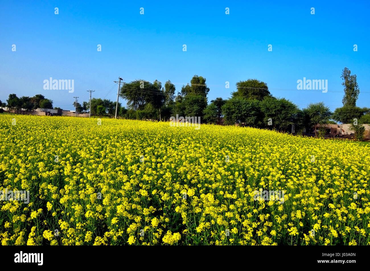 Canola or mustard flowers in the field Stock Photo Alamy