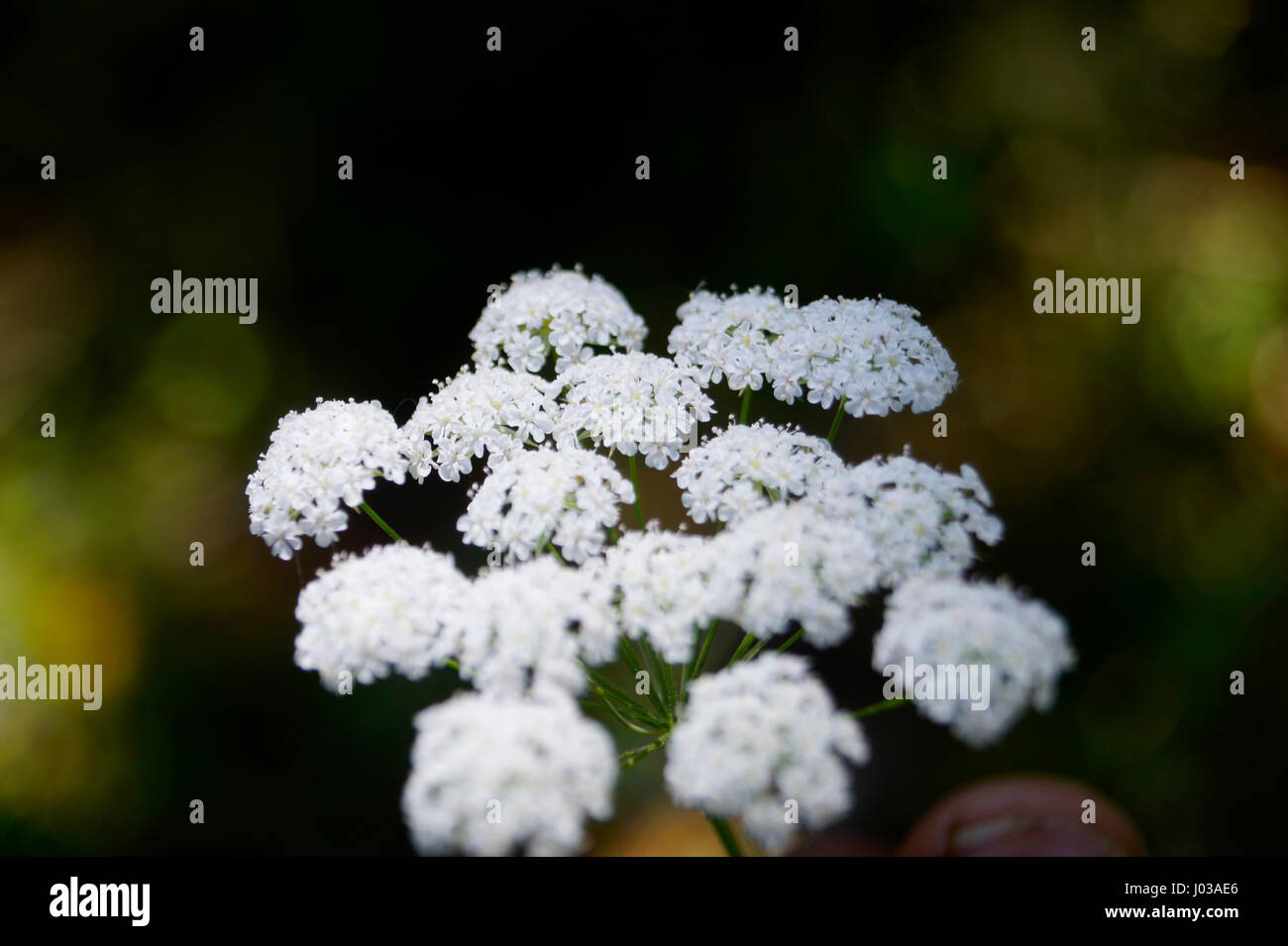 Flower Stock Photo