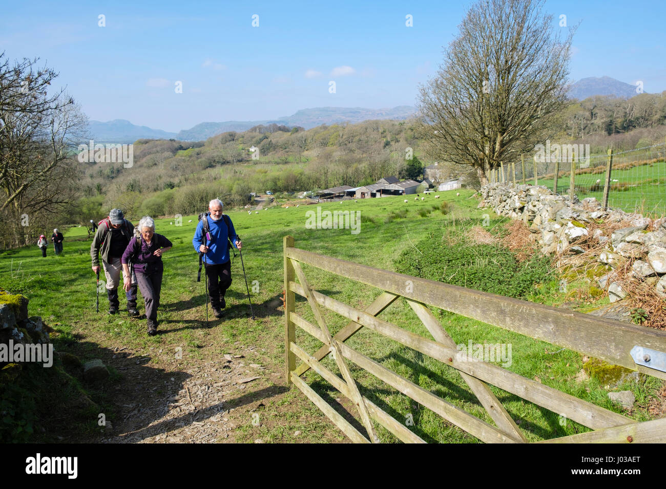 Open gate from field on farm in Snowdonia countryside with Ramblers on a country walk walking through. North Wales UK Britain Stock Photo