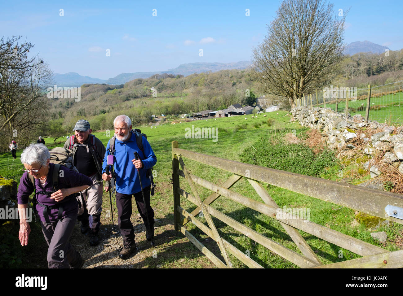 Ramblers group on a walk in country side walking through an open gate from field on sheep farm in Snowdonia countryside. North Wales UK Britain Stock Photo