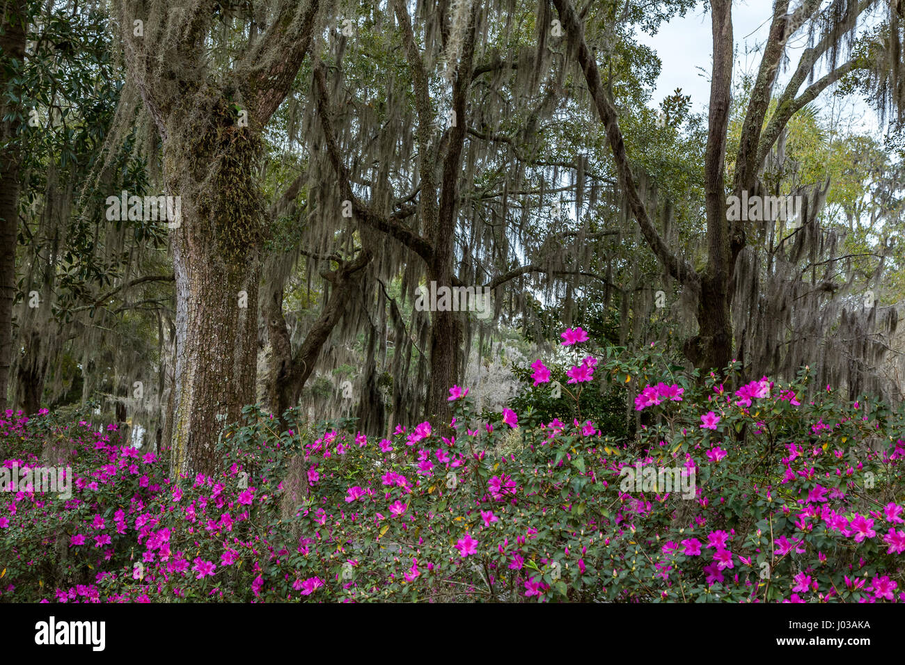 Azalea bushes and Live Oak trees filled with Spanish Moss line a gravel road in Savannah, Georgia. Stock Photo
