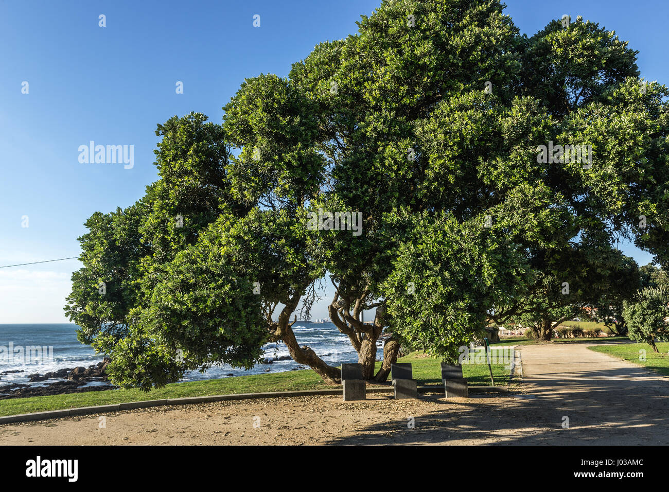 Small park between Homem do Leme beach and Montevideo Avenue in Nevogilde civil Parish of Porto city, second largest city in Portugal Stock Photo