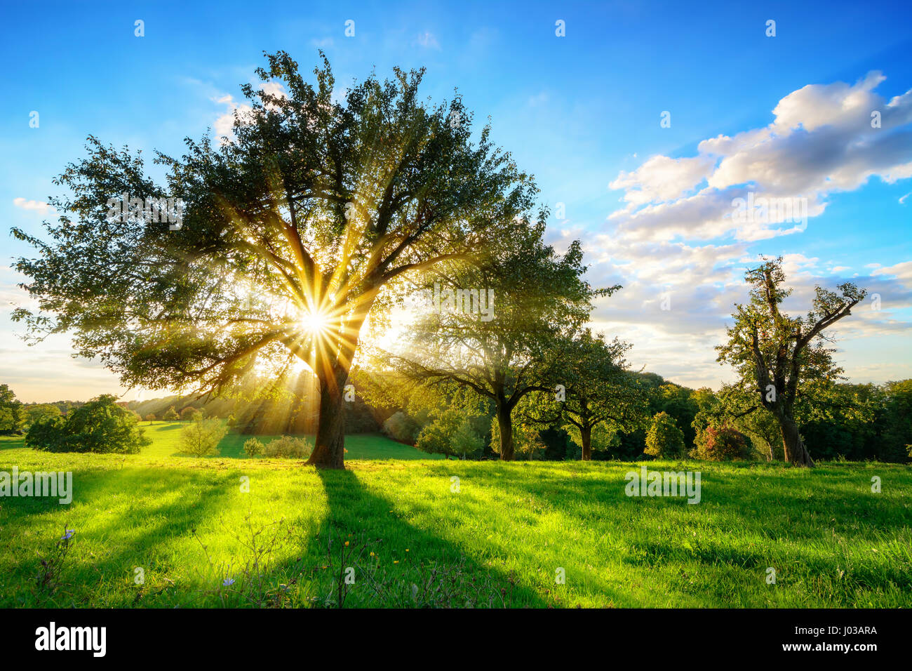 The sun shining through a tree on a green meadow, a vibrant rural landscape with blue sky before sunset Stock Photo