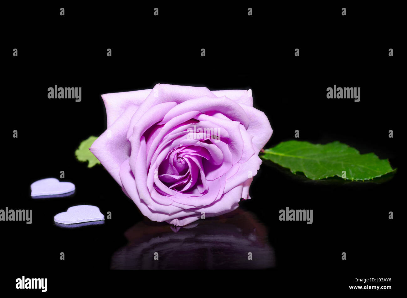 Purple Rose on a black background with reflection Stock Photo