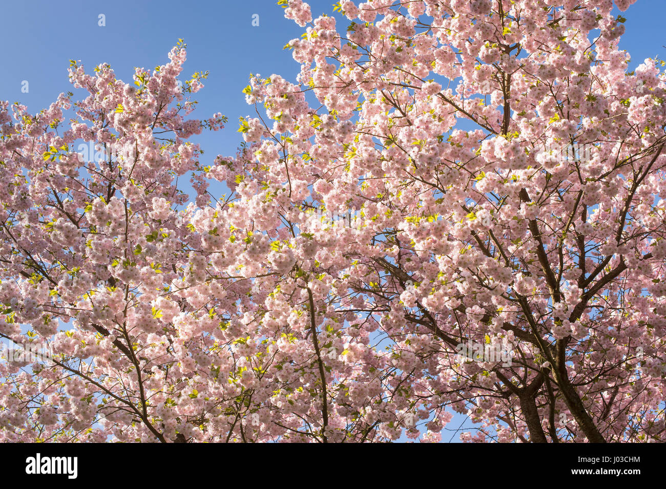 Ornamental cherry tree hires stock photography and images Alamy