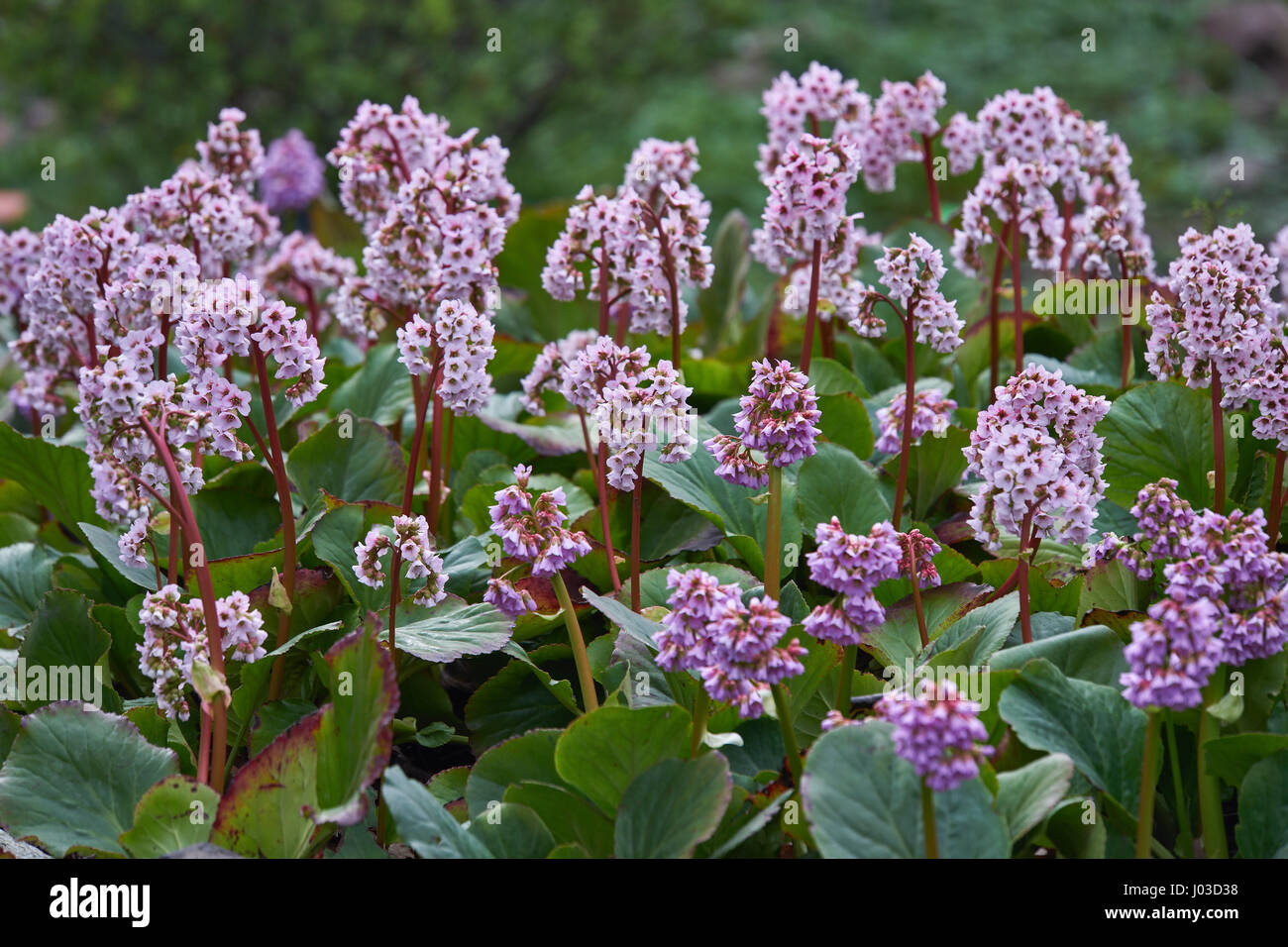 Cluster of pink lush Bergenia cordifolia flowers in full bloom elephant-eared saxifrage, elephant's ears Stock Photo