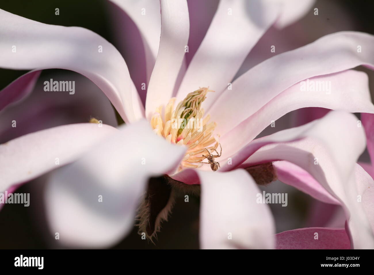Magnolia detail hi-res stock photography and images - Alamy