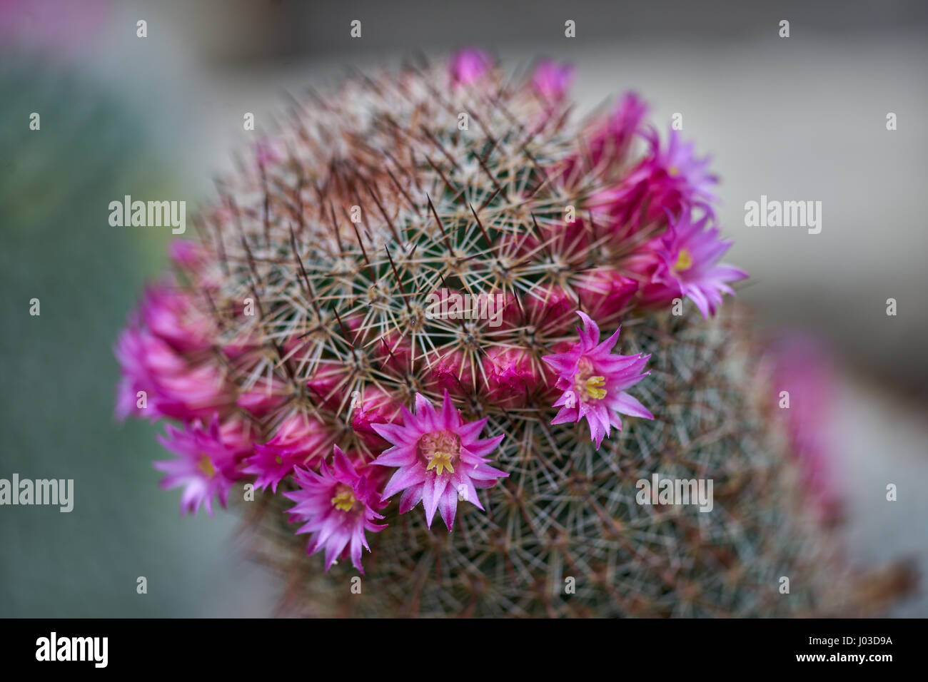 Mammillaria chionocephala mammillaria hi-res stock photography and images -  Alamy