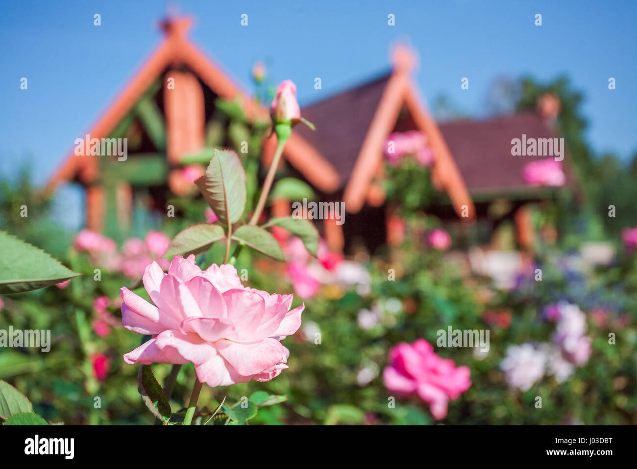 summer garden and wooden house Stock Photo - Alamy