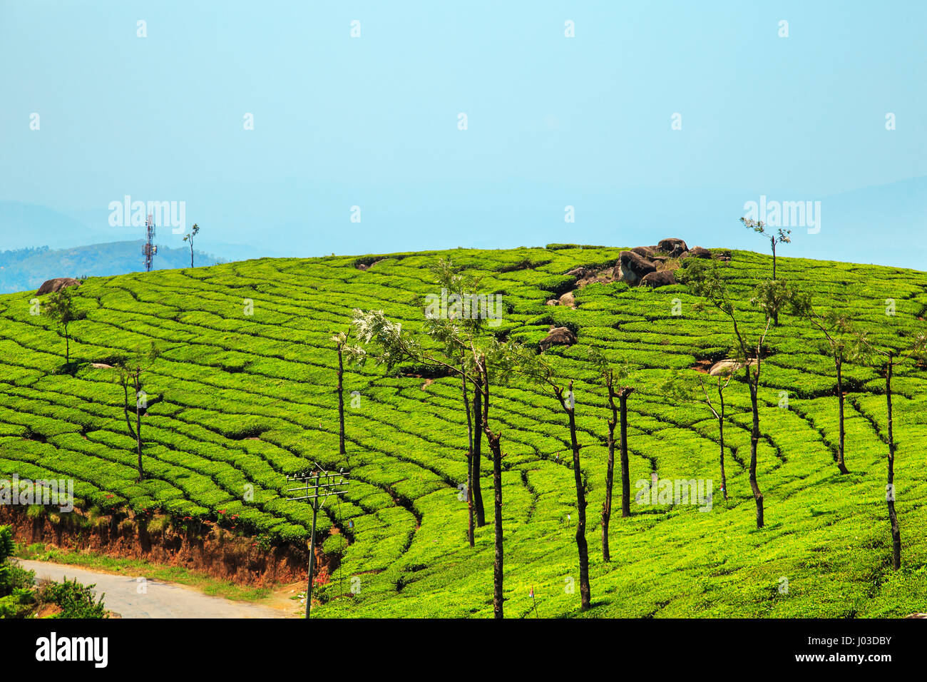 Tea plantations in Munnar, Kerala, India. Stunning views of green hills with blue sky. Stock Photo