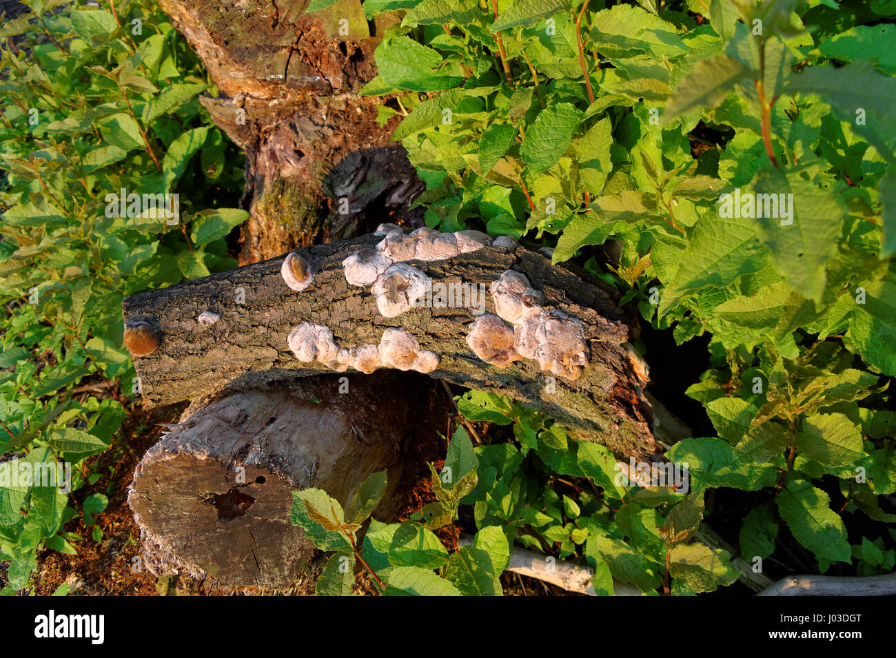 Mouldy moldy hires stock photography and images Alamy