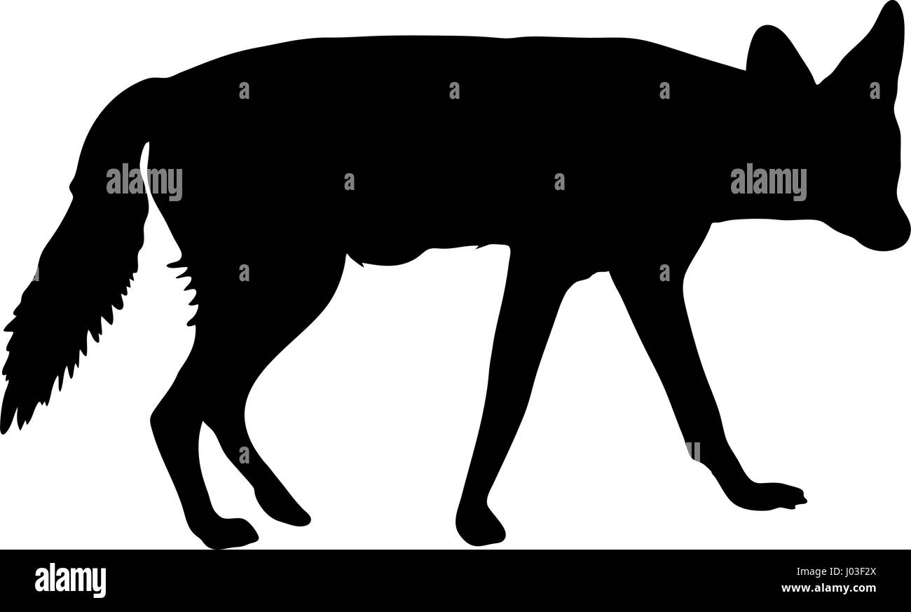Hand drawn silhouette of a wild black backed jackal Stock Vector Image
