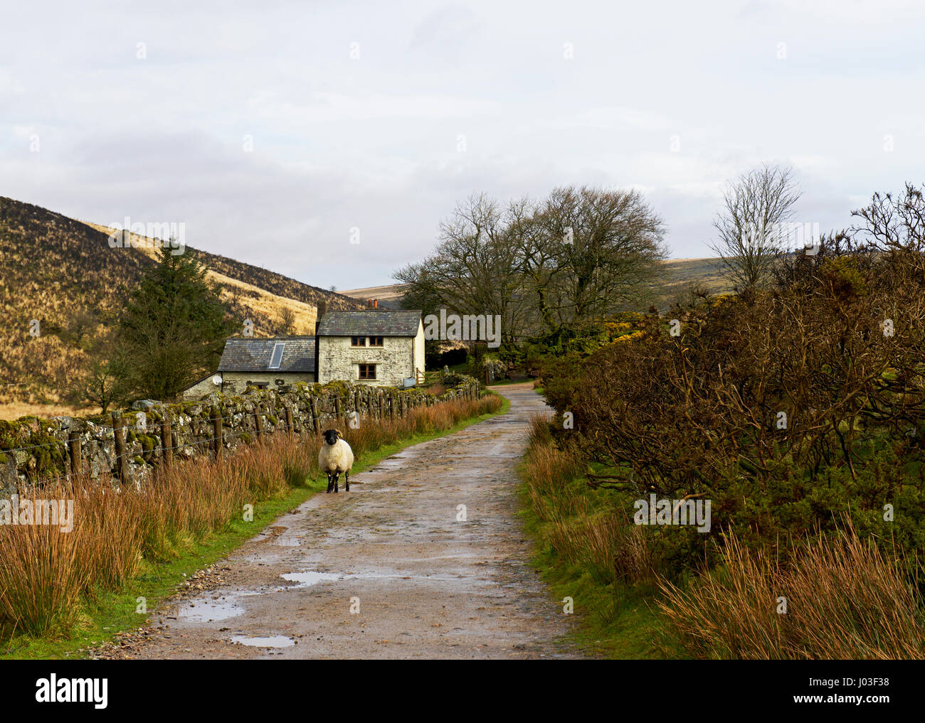 Farm Dartmoor National Park High Resolution Stock Photography and