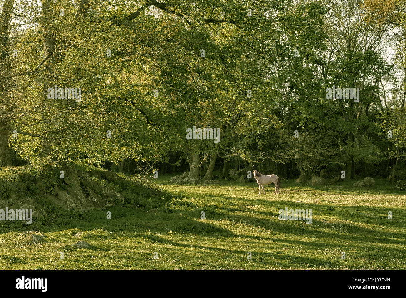 Beautiful horse in a green meadow surrounded by trees in the village of Hazas de Cesto, Cantabria, northern Spain, Europe. Stock Photo