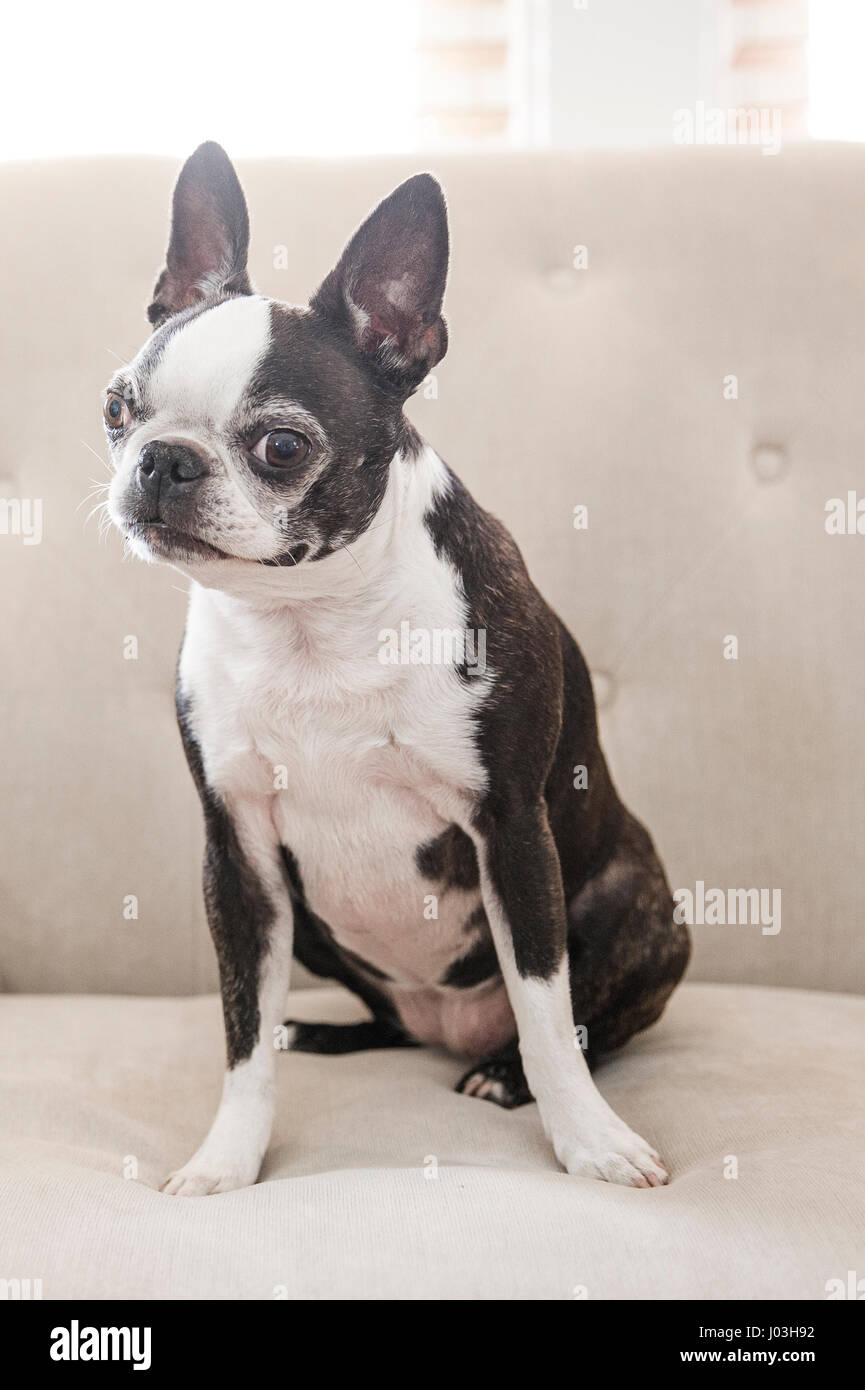 Cute little terrier dog hi res stock photography and images Alamy Cute little terrier dog hi res stock photography and images Alamy