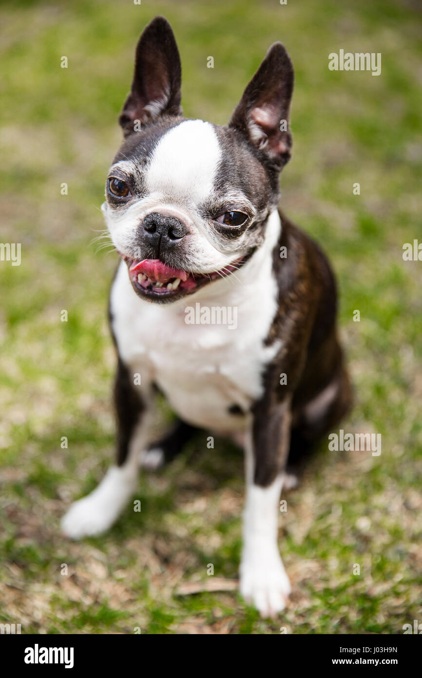 A cute Boston terrier sitting on the grass panting with her tongue out Stock Photo