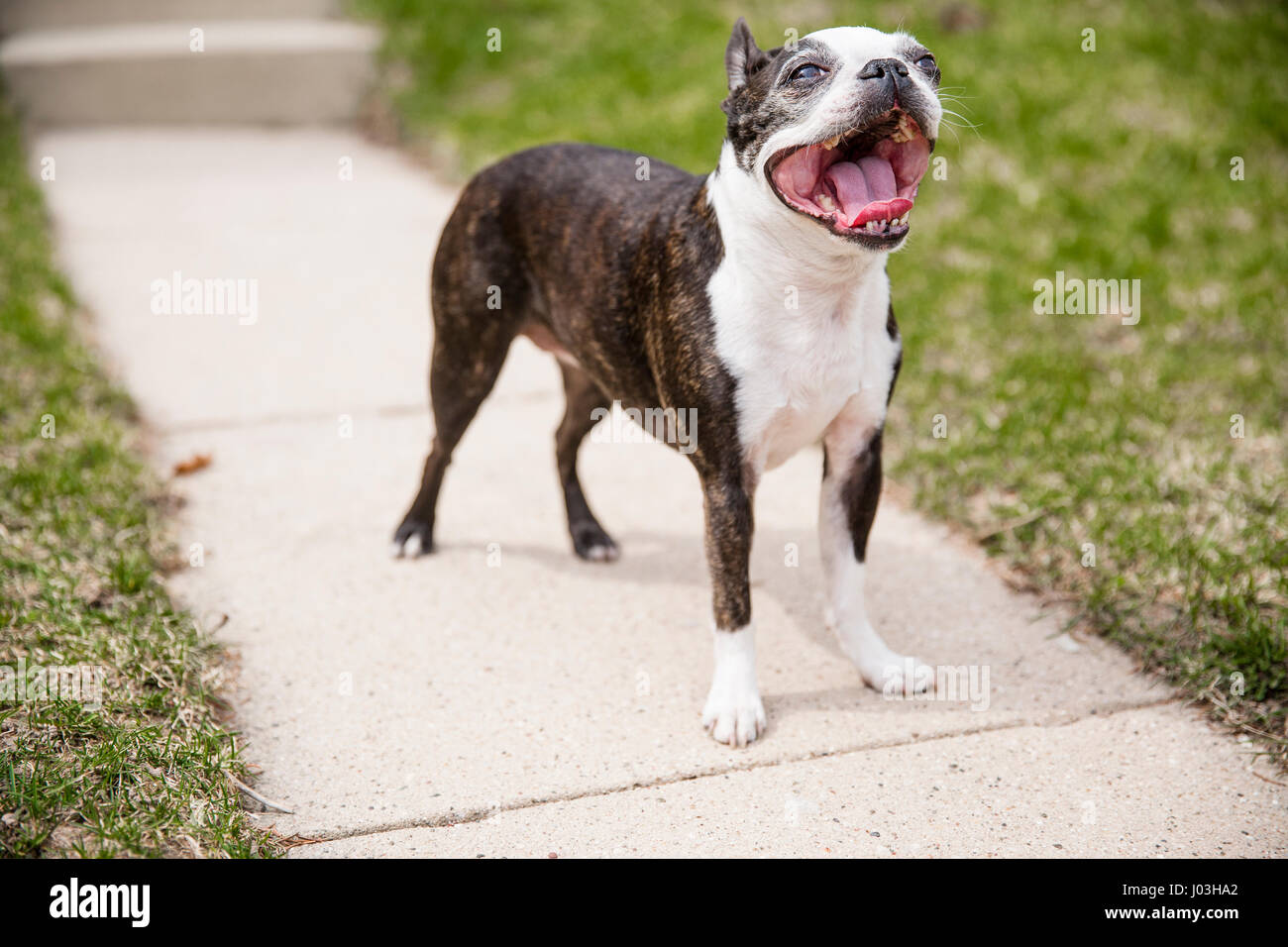 A cute small Boston terrier standing on the walkway of a house and panting. Stock Photo