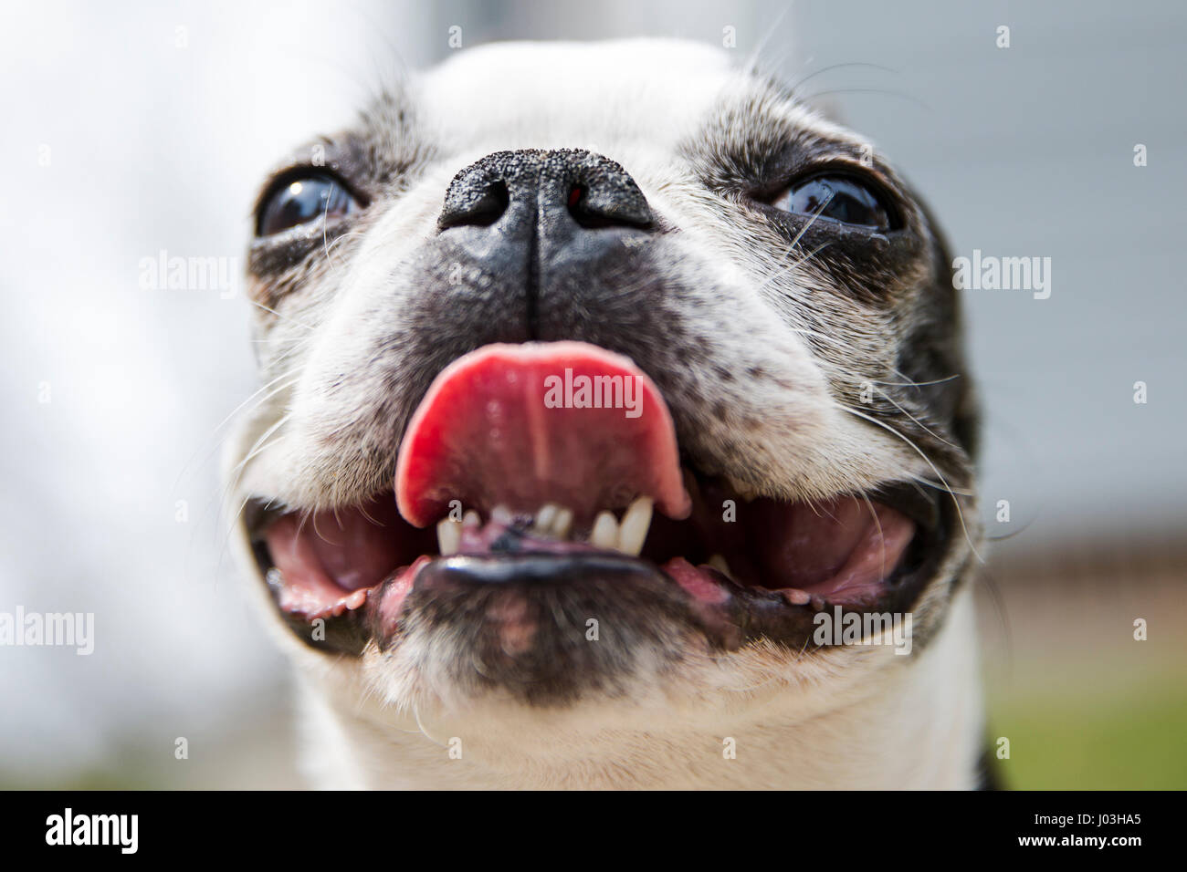 Close up of a cute small Boston terrier panting with her tongue out Stock Photo