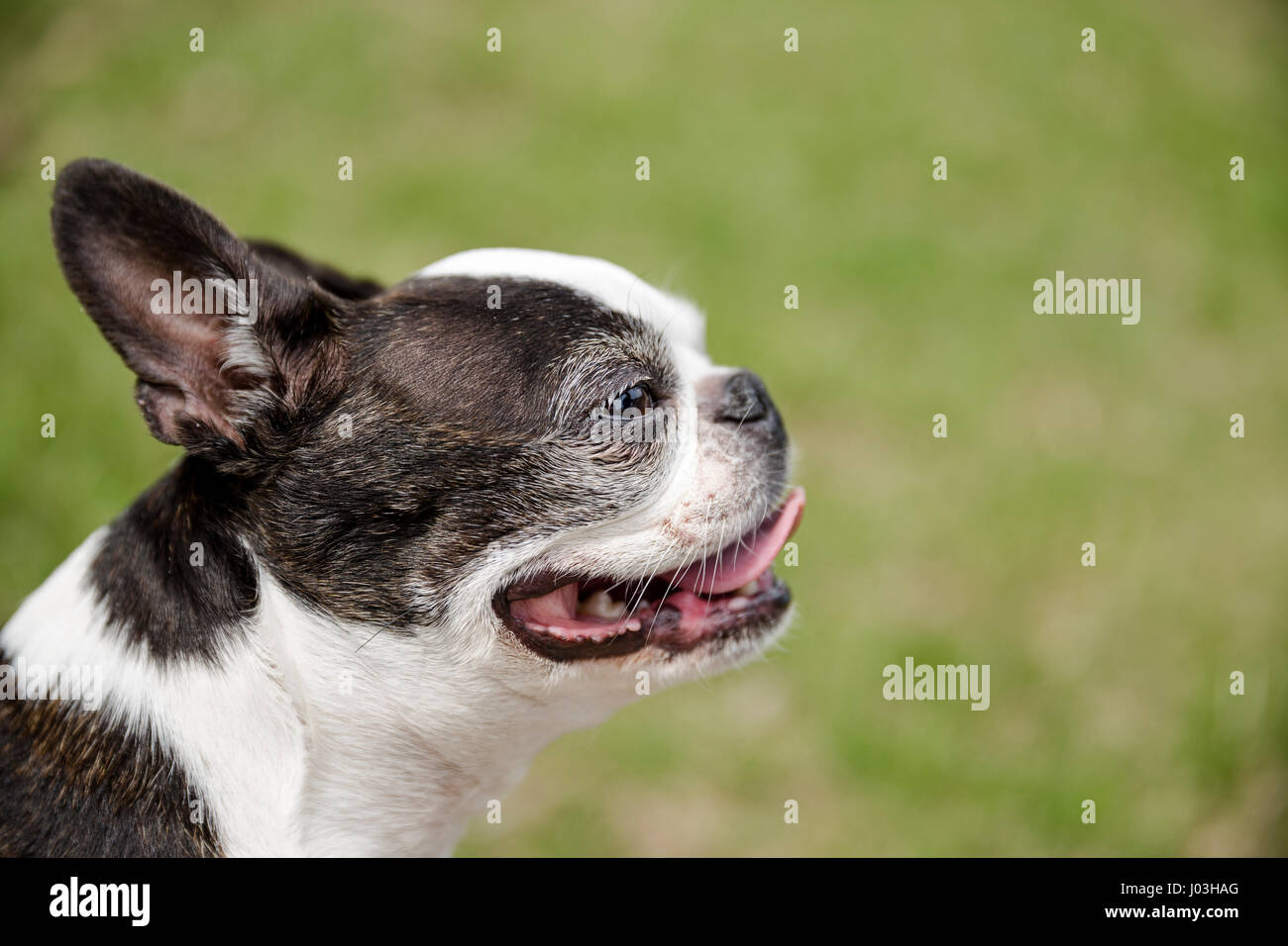 The profile of a cute small Boston terrier closing her eyes and panting with her tongue out Stock Photo