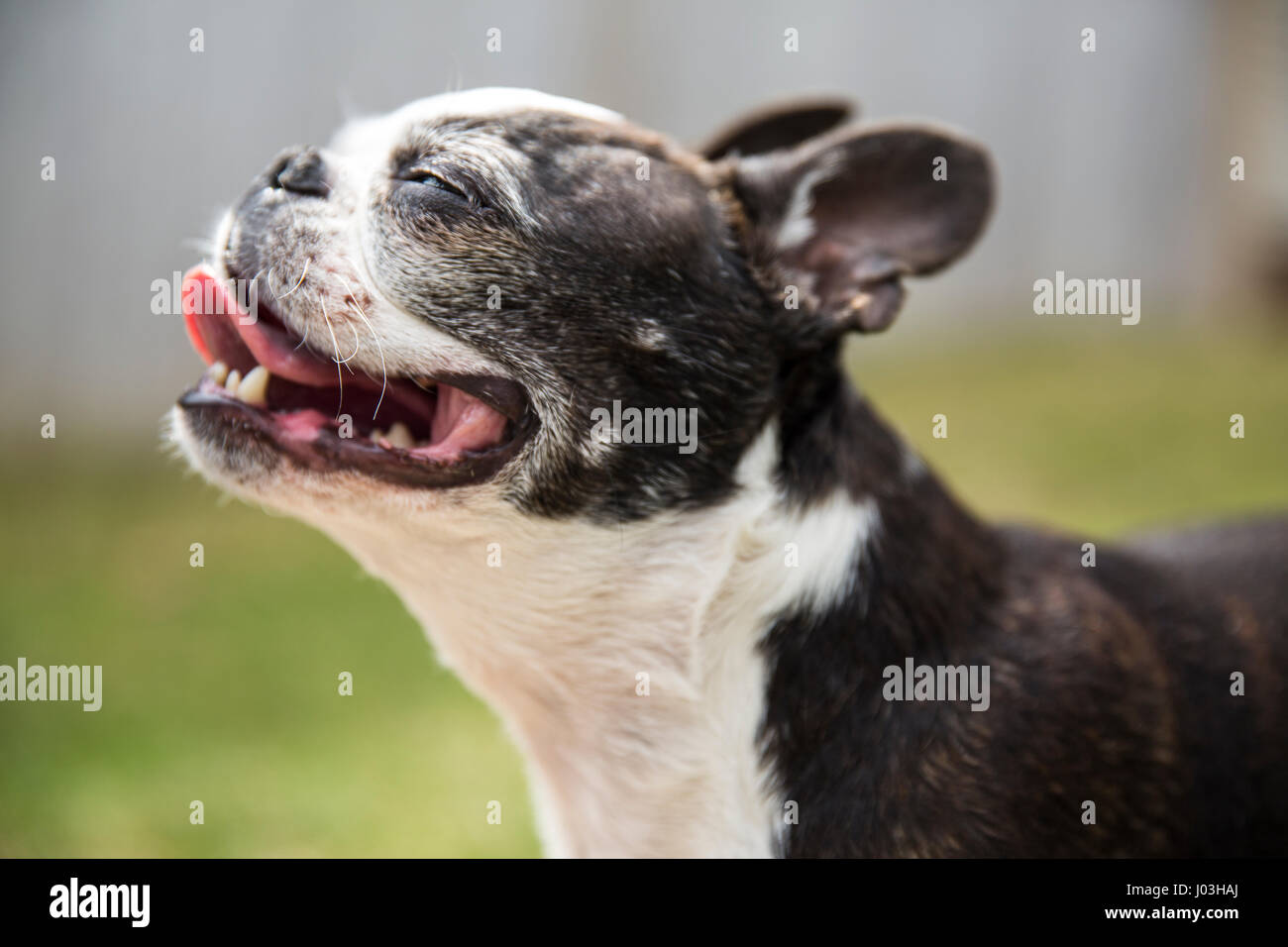 The profile of a cute small Boston terrier closing her eyes and panting with her tongue out Stock Photo