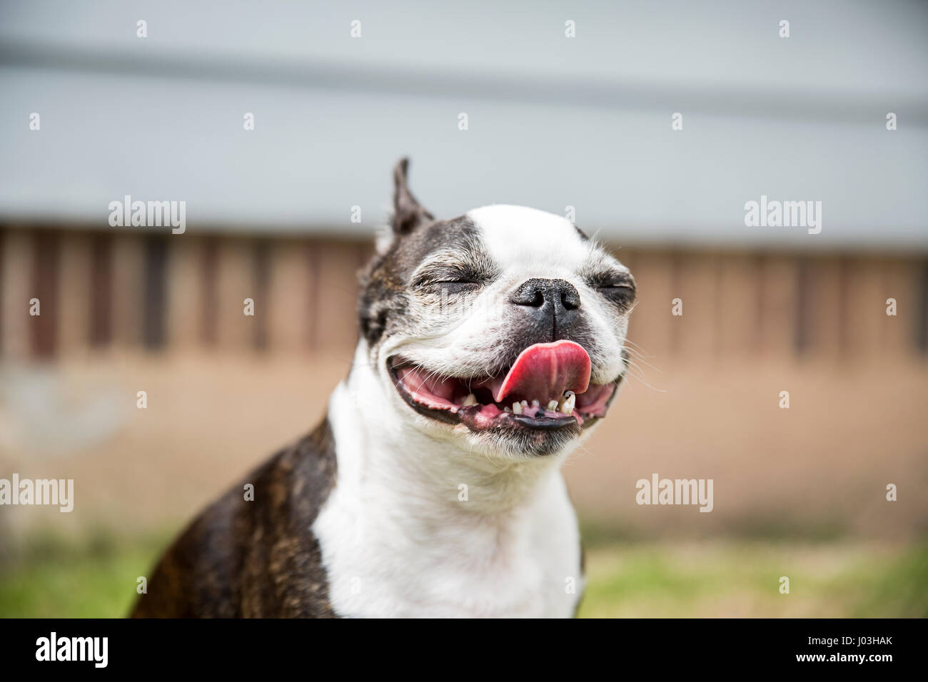 A cute small Boston terrier sticks her tongue out and closes her eyes Stock Photo