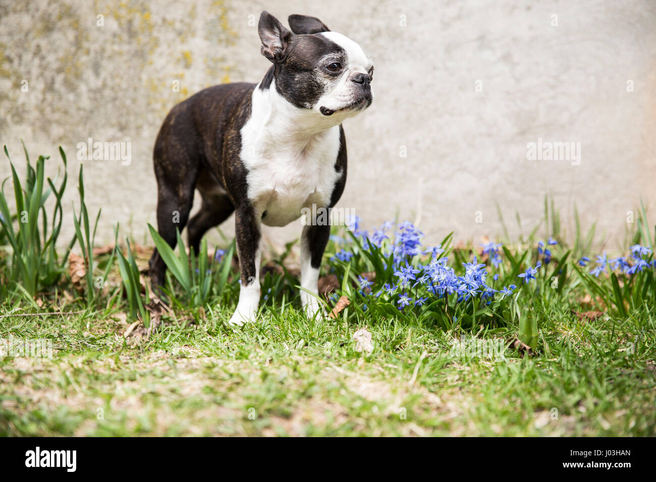 A small Boston terrier poses in the grass among purple spring flowers Stock Photo