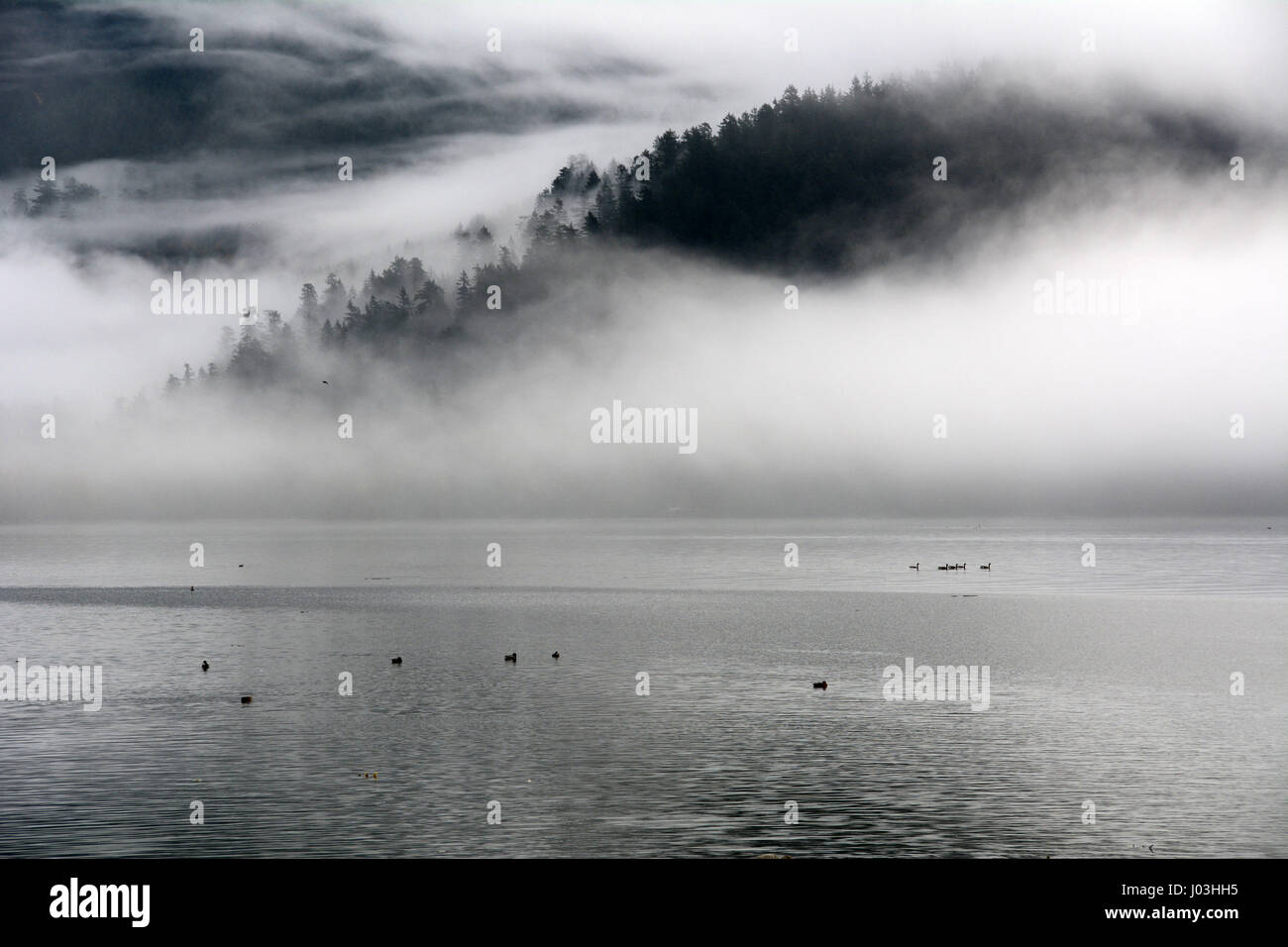 A forested mountainside is cloaked in morning mist beside the Harrison River near the town of Harrison Mills, British Columbia, Canada. Stock Photo