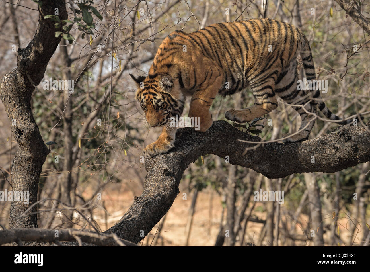 Tiger climbing tree hires stock photography and images Alamy