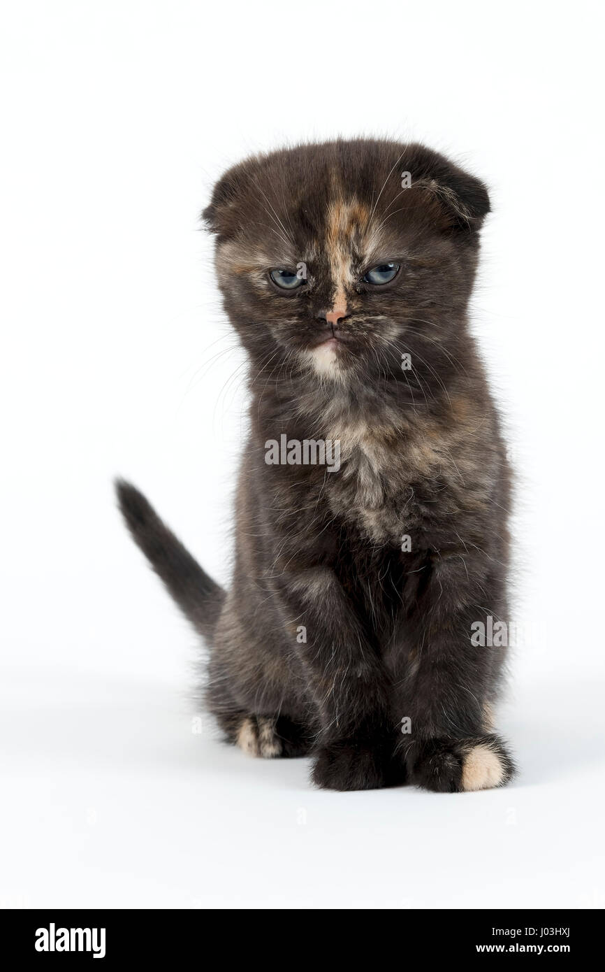 Scottish Fold, Scottish Fold (Felis silvestris catus), Crunchy Cat, Kitten, age six weeks, color black tortie Stock Photo