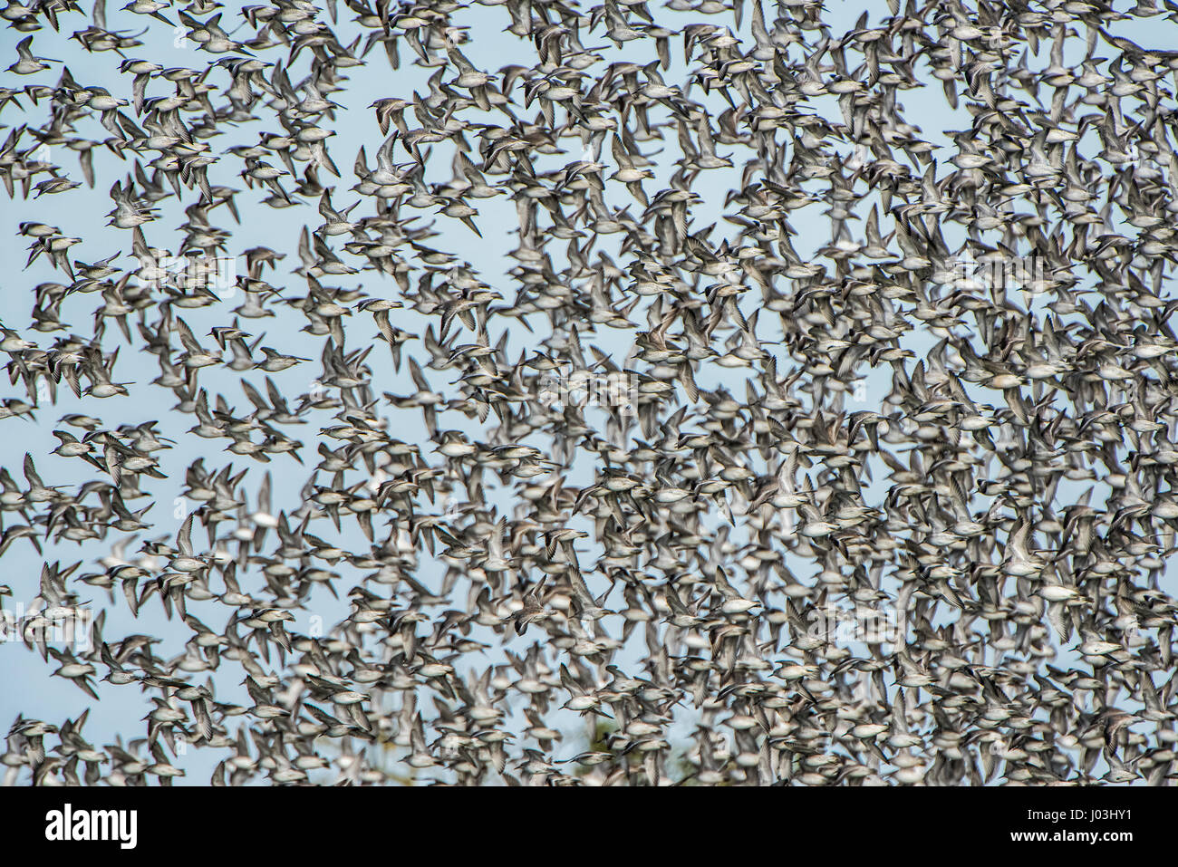 Fly up, Swarm Red Knots (Calidris canutus), Snettisham, Norfolk, England Stock Photo