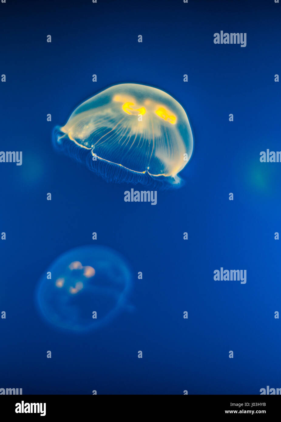 Jellyfish (Aurelia aurita), Spain Stock Photo