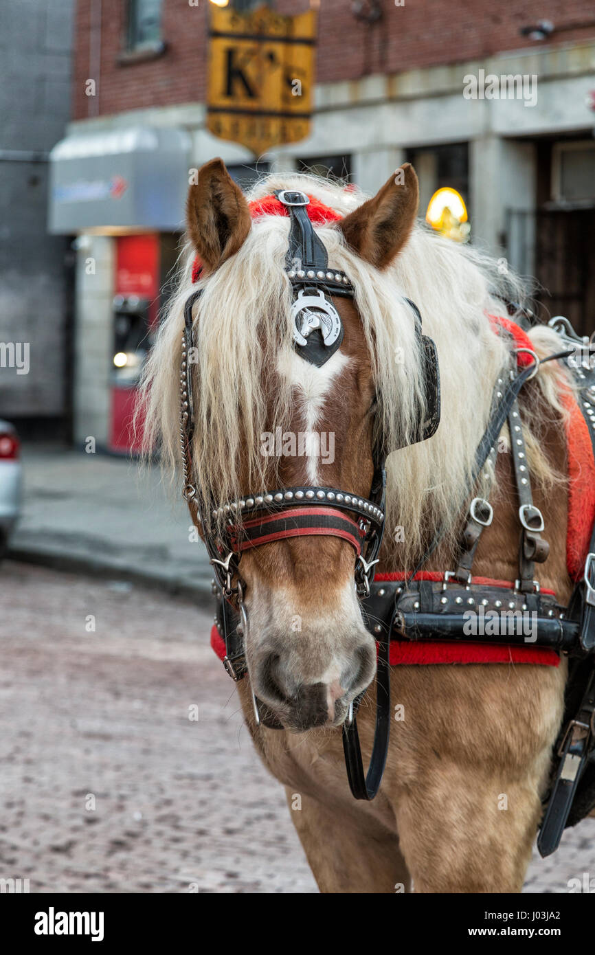 The City Horse Stock Photo