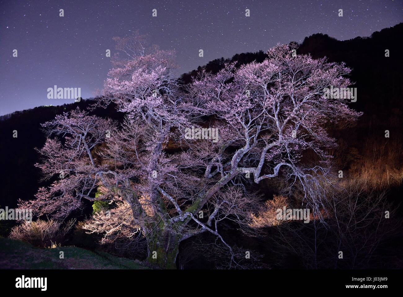 Cherry trees at night Stock Photo Alamy
