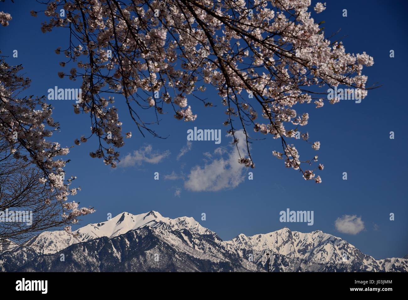 Blooming cheery blossoms Stock Photo