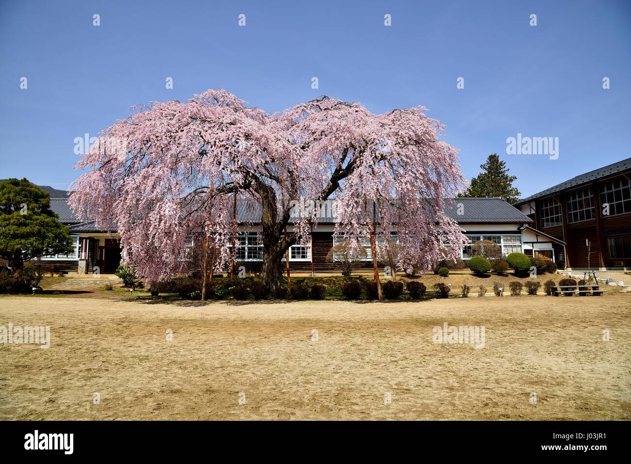 Blooming cherry blossoms at school Stock Photo Alamy