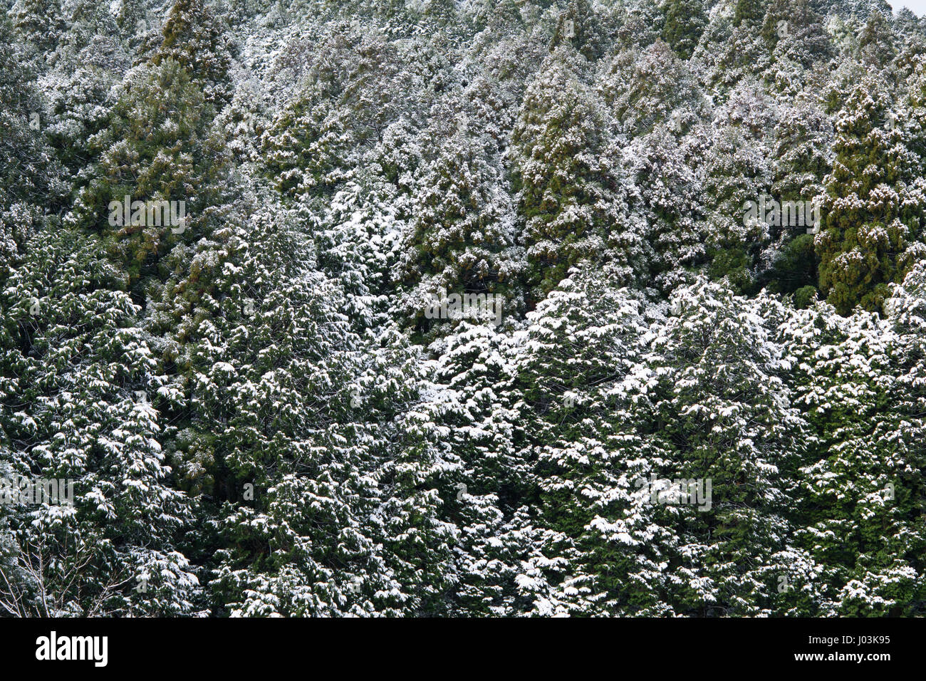 Hinoki cypress trees with snow Stock Photo
