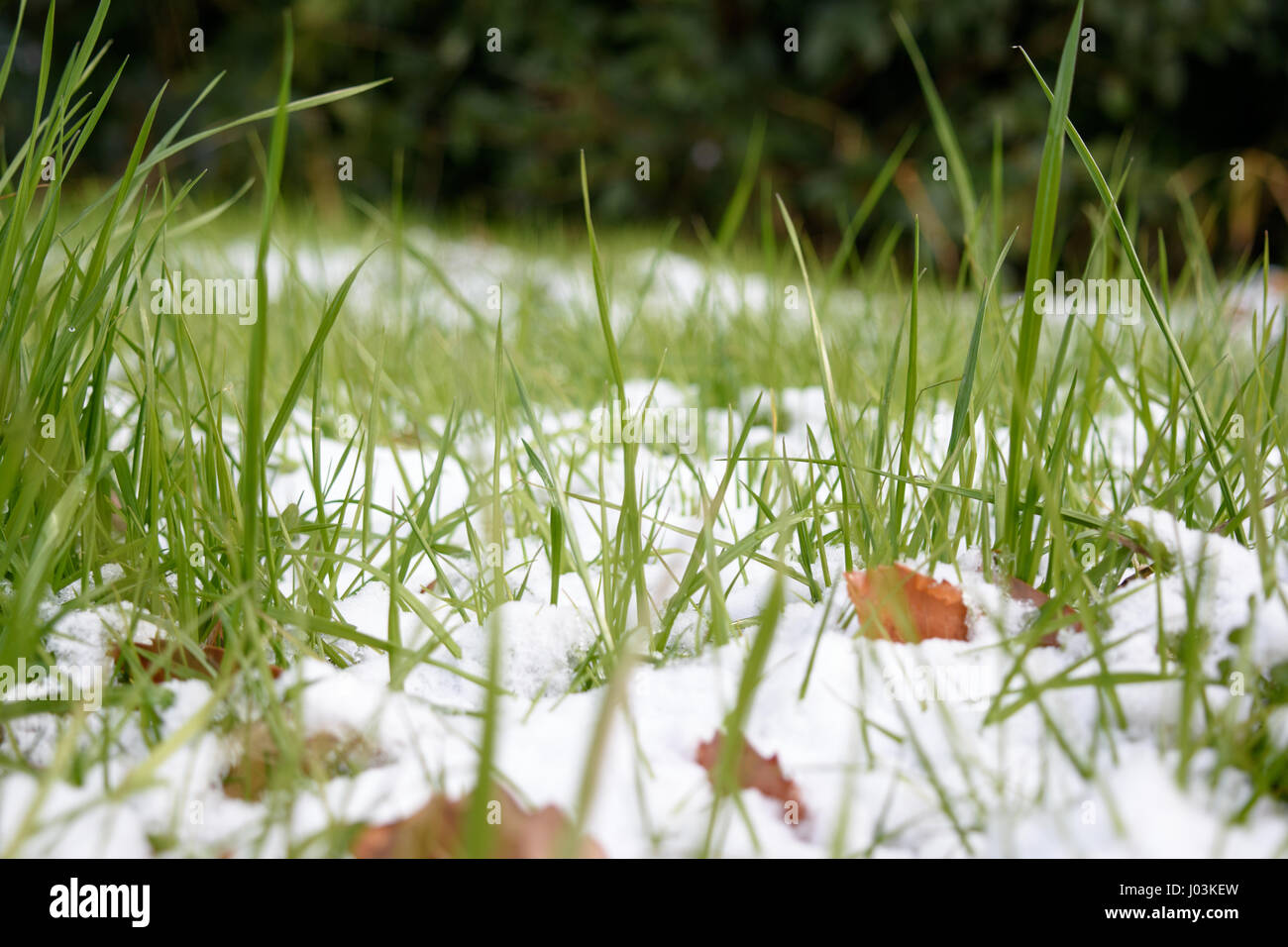 Weed and snow Stock Photo Alamy