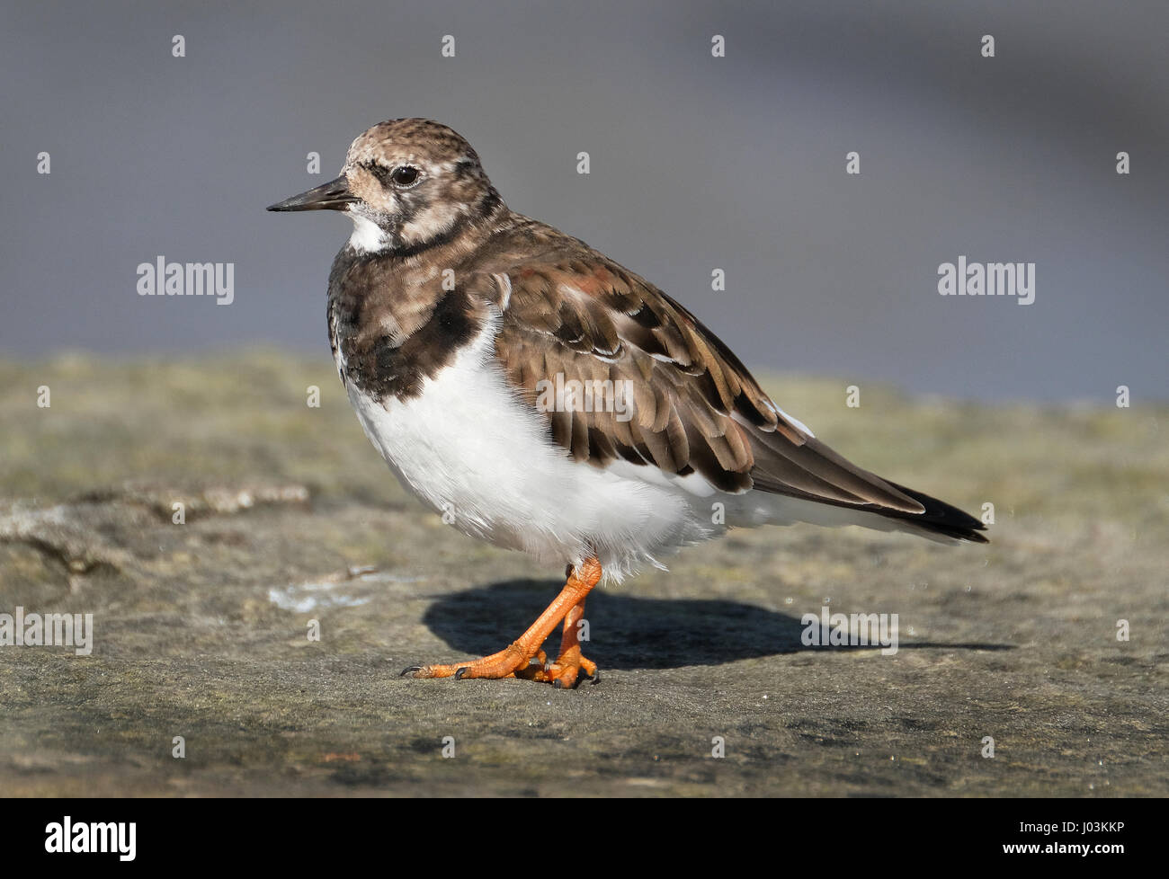 Turnstones are two bird species that comprise the genus Arenaria in the family Scolopacidae. They are closely related to calidrid sandpipers and might Stock Photo