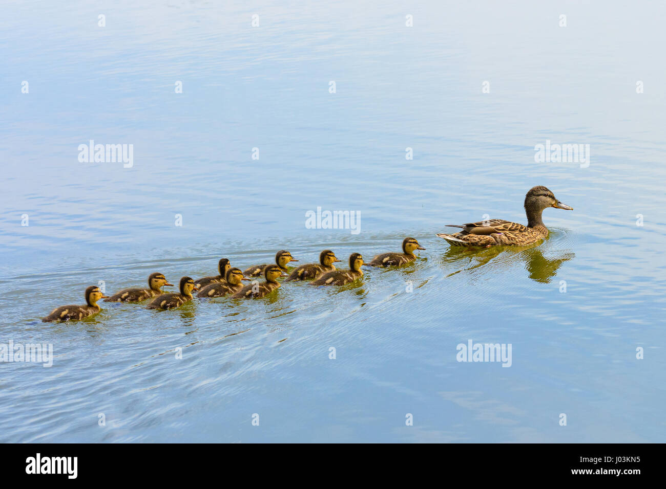 Ducks follow me, cute ducklings (duck babies) following mother in a