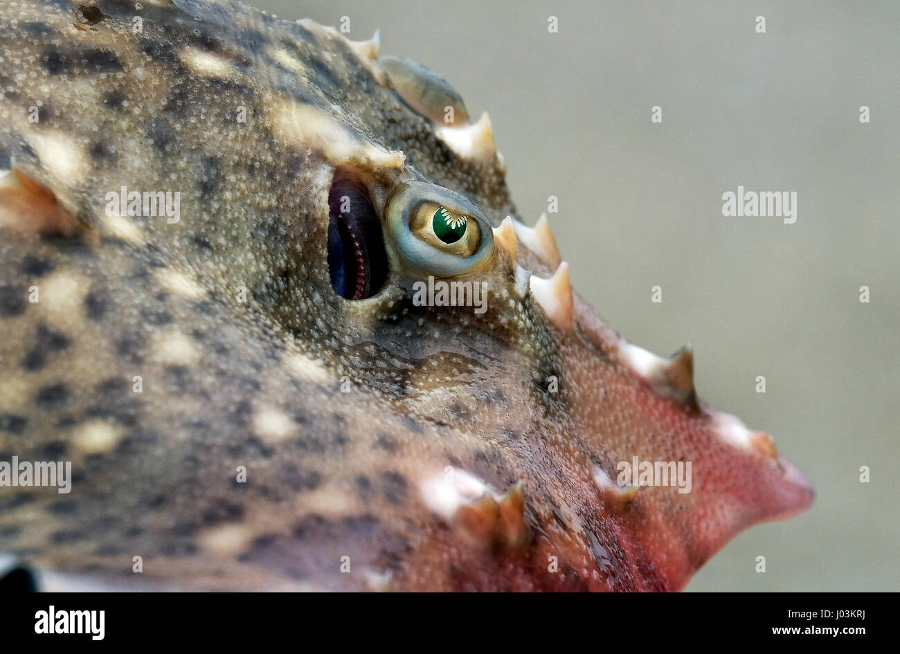 Close shot of eye of a Common Skate caught from Bridlington pier. Edible sea fish common in UK waters. Stock Photo