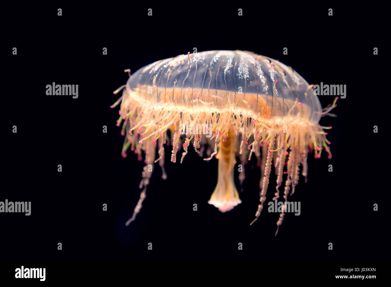 Japanese flower hat jelly, Olindias formosus, found in the West Pacific off of southern Japan. Isolated on black background. Stock Photo