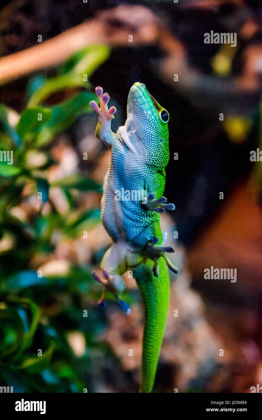 green gecko holding on glass  with suction cups Stock Photo