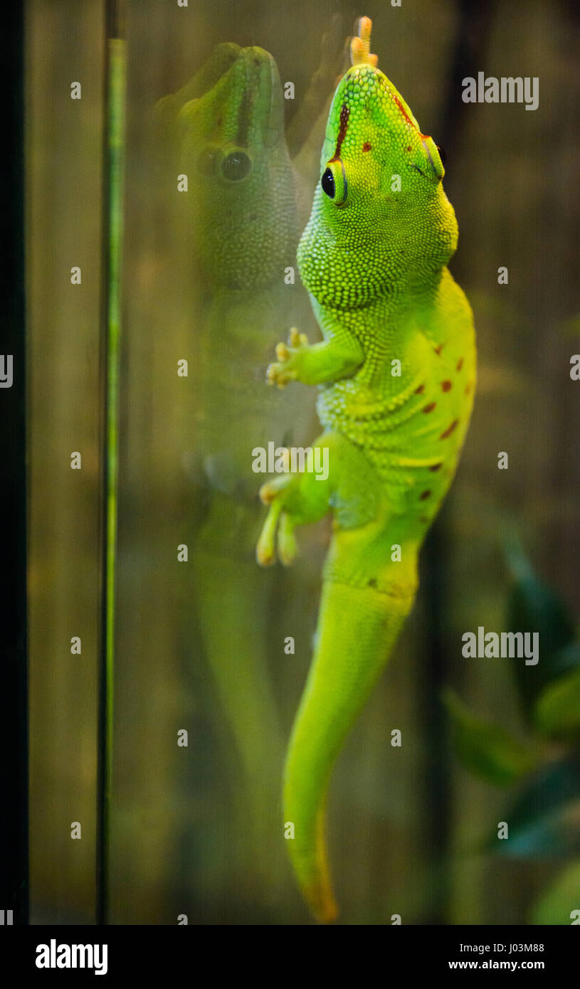 green gecko holding on glass  with suction cups Stock Photo