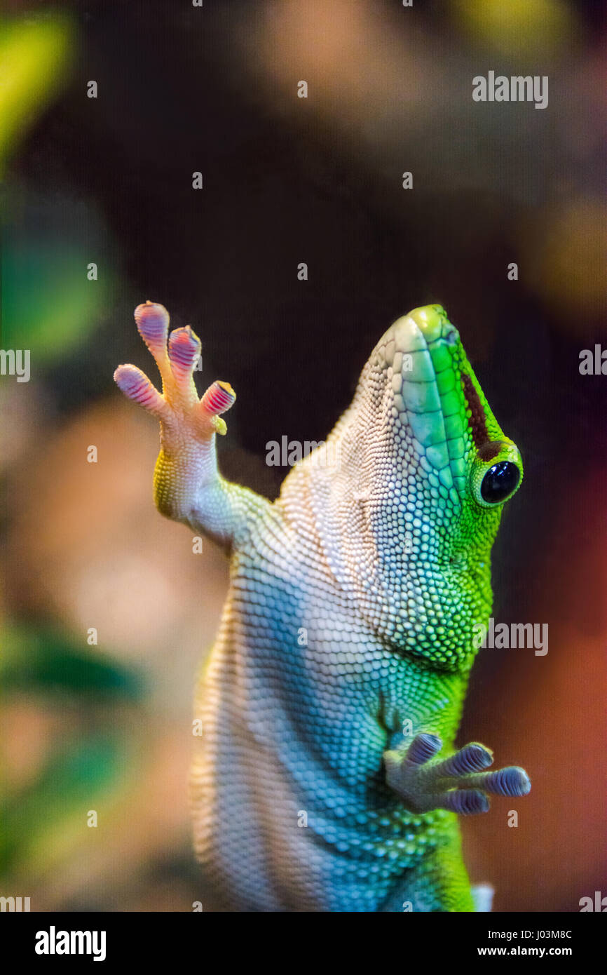 green gecko holding on glass  with suction cups Stock Photo
