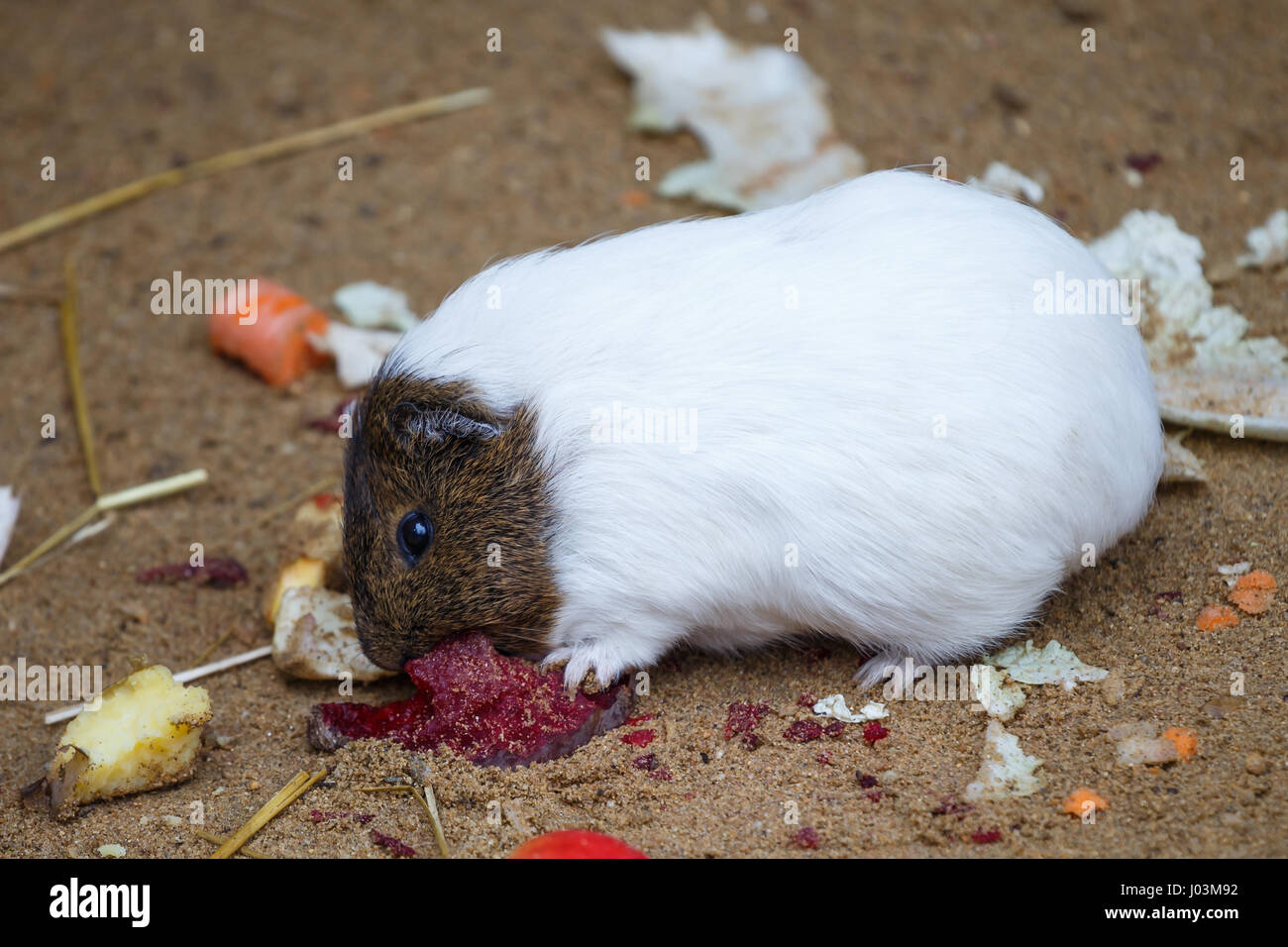 Guinea pig eats red beet (Cavia aperea f. porcellus) Stock Photo