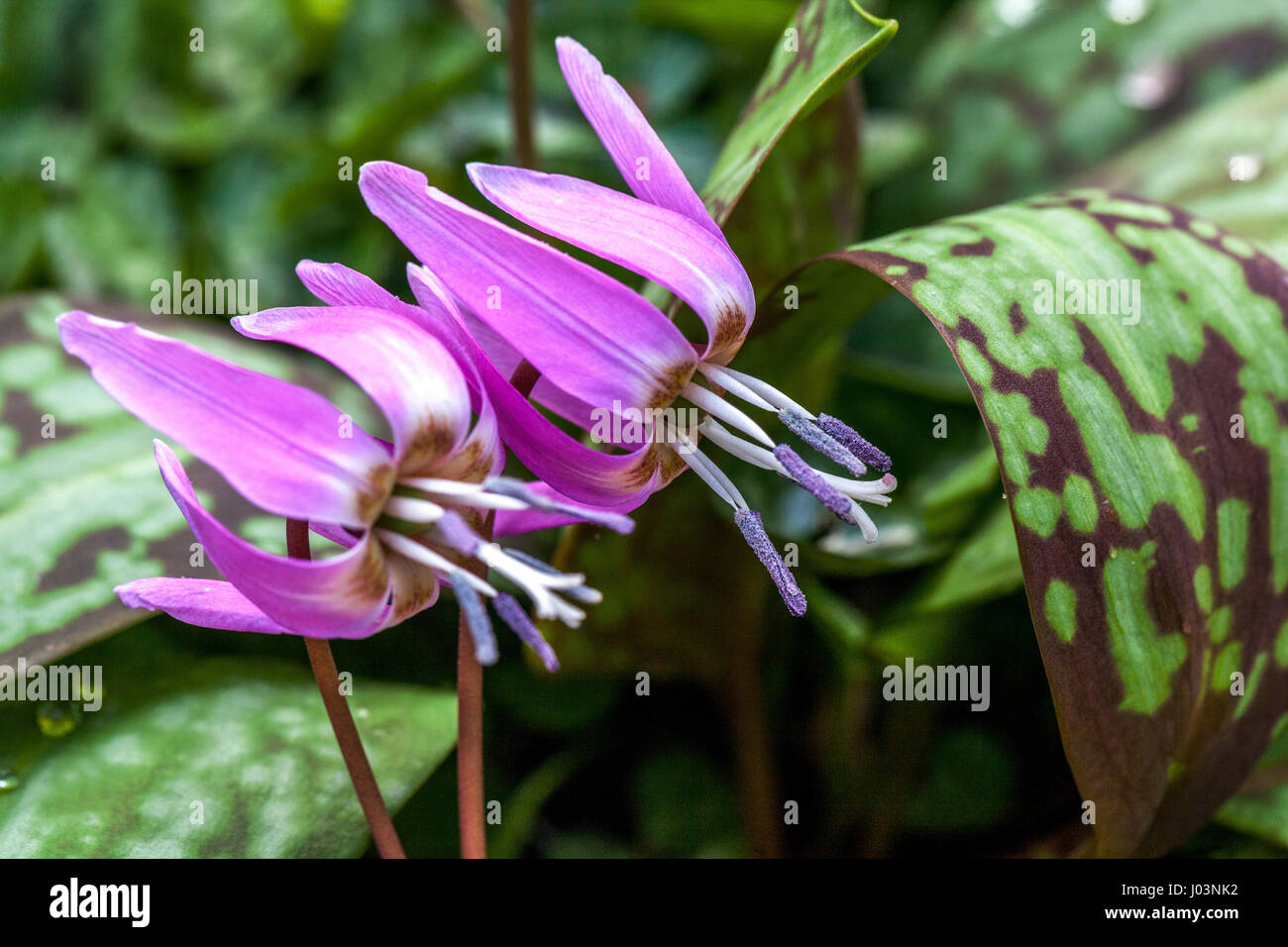 Erythronium dens-canis leaves dog's-tooth-violet or dogtooth violet Stock Photo